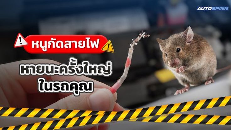 หนูกัดสายไฟ หายนะครั้งใหญ่ในรถคุณ