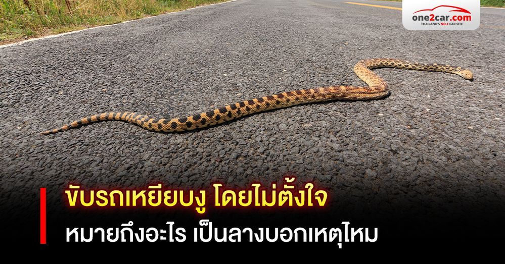 ขับรถเหยียบงู โดยไม่ตั้งใจ หมายถึงอะไร เป็นลางบอกเหตุไหม